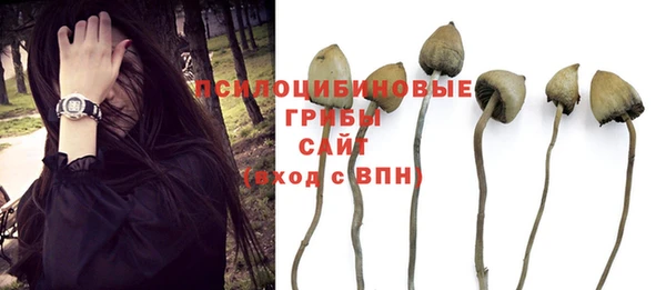 ПСИЛОЦИБИНОВЫЕ ГРИБЫ Новокубанск